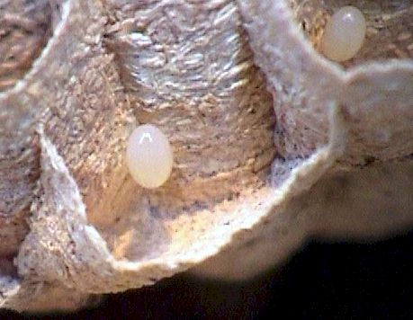 Das weiliche, lnglich-ovale Ei wird im unteren Drittel der sechseckigen Zelle angeklebt