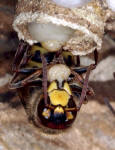 Ftterung einer Hornissenlarve; Foto: Dr. Elmar Billig