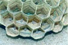 Das weiliche, lnglich-ovale Ei wird im unteren Drittel der sechseckigen Zelle angeklebt