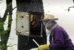 Ein Bienenvolk fhlt sich anscheinend sehr wohl in unserem Hornissenkasten