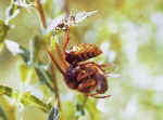 Frelon dcoupant une abeille sauvage ; Photo : Frank Hornig