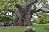 b_200_150_16777215_0_0_images_stories_fotos_BaumdesMonats_SA-Sunland-Baobab-Plattform-dsc-7987.jpg