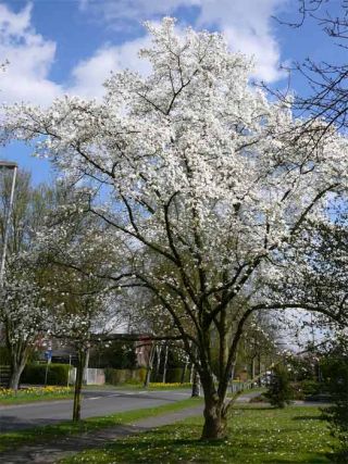2008_0408-008