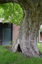 2011_Kreis-RE-Walnuss-2