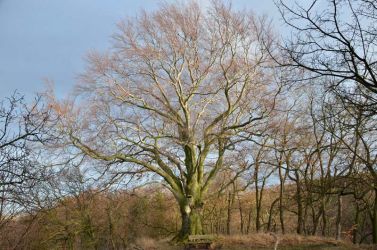 2012-SA-Lauenburg-Buche