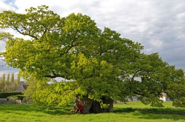 2012-UK-Bowthorpe-DSC_8140-lt