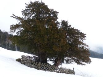 b_400_250_16777215_0_0_images_stories_fotos_BaumdesMonats_Balderschwang2018Eibe04.jpg