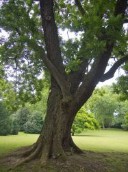 b_400_250_16777215_0_0_images_stories_fotos_BaumdesMonats_BochumStadtparkSchnurbaum002.jpg