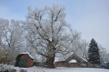 b_400_250_16777215_0_0_images_stories_fotos_BaumdesMonats_DorflindeMetzingen01.jpg