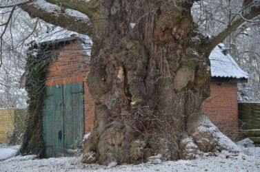 b_400_250_16777215_0_0_images_stories_fotos_BaumdesMonats_DorflindeMetzingen02.jpg
