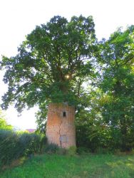 b_400_250_16777215_0_0_images_stories_fotos_BaumdesMonats_Eicheim-TurmVirnsberg5.jpg