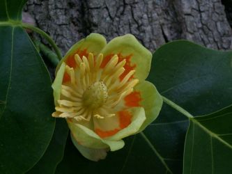 NRW-KR-Greiffenhorst-TulpenbaumBluete2