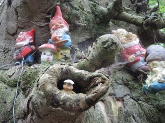 b_400_250_16777215_0_0_images_stories_fotos_BaumdesMonats_OhrbergparkZwergenbaum01.jpg