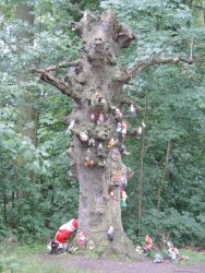b_400_250_16777215_0_0_images_stories_fotos_BaumdesMonats_OhrbergparkZwergenbaum02.jpg
