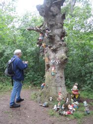 b_400_250_16777215_0_0_images_stories_fotos_BaumdesMonats_OhrbergparkZwergenbaum03.jpg