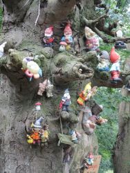 b_400_250_16777215_0_0_images_stories_fotos_BaumdesMonats_OhrbergparkZwergenbaum04.jpg