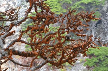 USA-PointLobos-AlgeDSC 5243