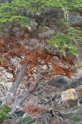 USA-PointLobos-FabeDSC 5221