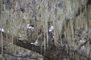 USA-PointLobos-FlechtenDSC 5178