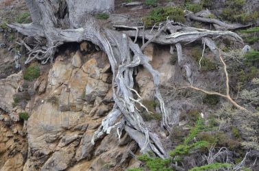 USA-PointLobos-Veteran-WurzelDSC 5282