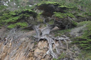 USA-PointLobos-VeteranDSC 5282