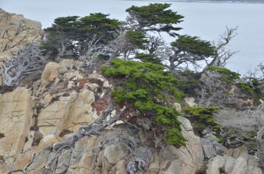 USA-PointLobos-WaldDSC 5217