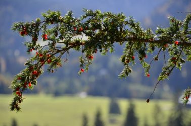 bay balderschwang frucht dsc 6697