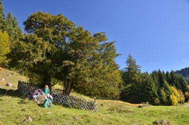bay balderschwang habitus 2 dsc 6703