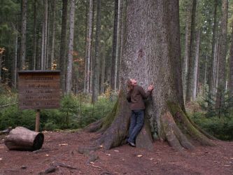b_400_250_16777215_0_0_images_stories_fotos_BaumdesMonats_grovatertanne3.jpg
