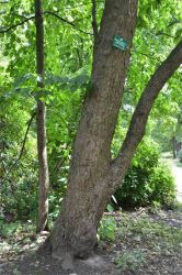 2011_HertenTaubenbaum