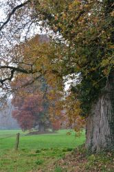 2011-1106-065Wildenbroch1