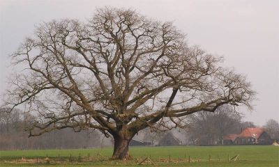 2011-1106-123.Vorden-4