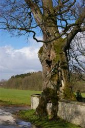 2008 nrw-lip-eiche-mauer-1