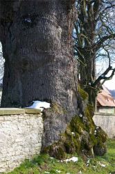 2008_nrw-lip-eiche-mauer