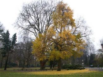 2004_schlossgarten550