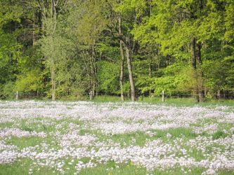 Wiesenschaumkraut001