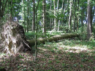 Unwetter-20.6.13-Waldfotos-001tw-lt.jpg