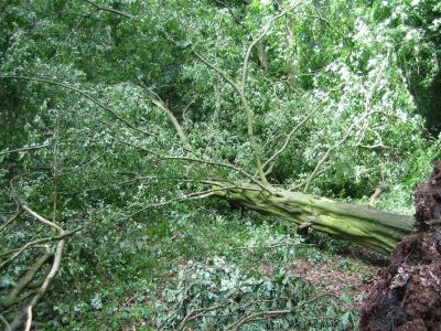 Unwetter-20.6.13-Waldfotos-013.jpg