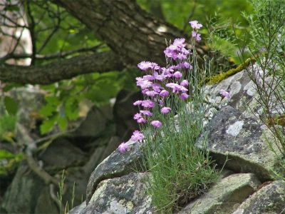 2005_nelke-blossenberg