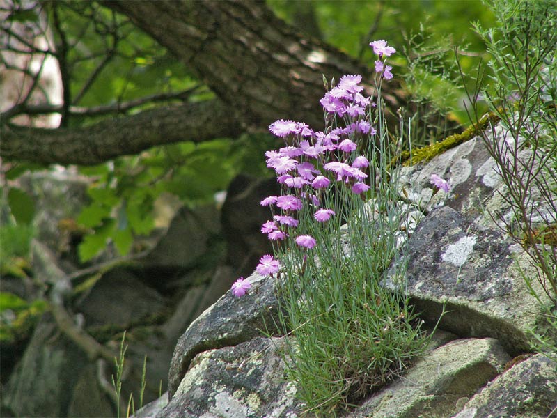 2005_nelke-blossenberg