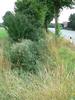 Entwaesserungsgraben laengs Wiedaustrasse