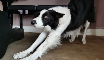 "Auf einer Welle" widmet sich diesmal dem Hund. (Foto: Kati Homburg)
