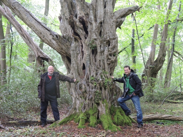 September 2013 - Friederikeneiche im Hasbruch